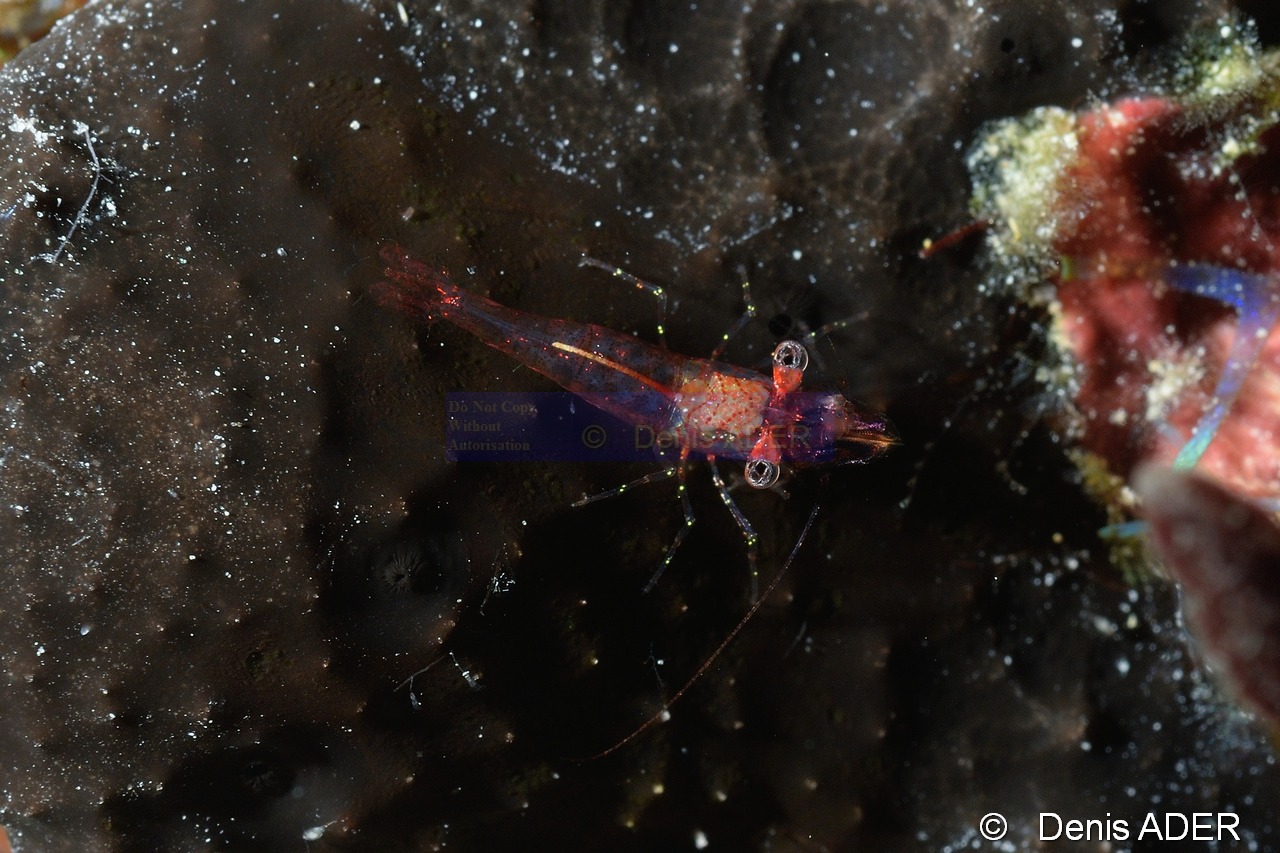Eualus sp a verifier-Bonaire Buddy Reef-20m-20180218nuit-Denis-ADER-DSC_6395_tn.jpg